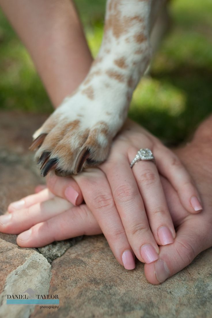 Idea de foto de anillo compromiso con el perro